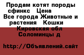 Продам котят породы сфинкс › Цена ­ 4 000 - Все города Животные и растения » Кошки   . Кировская обл.,Соломинцы д.